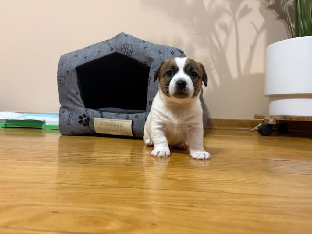 Jack Russel Terrier Szczeniak